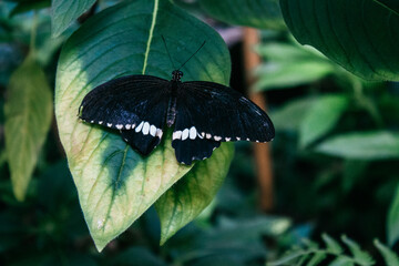 Fototapeta premium Butterfly on Mainau Island near Konstanz.