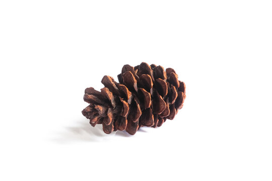 pine cones isolated on white background, christmas object equipment concept