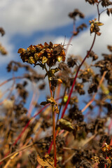 Autumn colorful landscape with uncleaned buckwheat field on the edge of the forest plantation on a bright sunny day