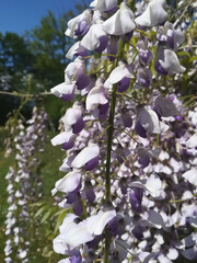 Glycine

