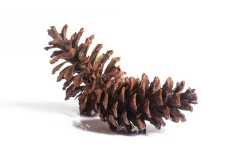 pine cones isolated on white background, christmas object equipment concept