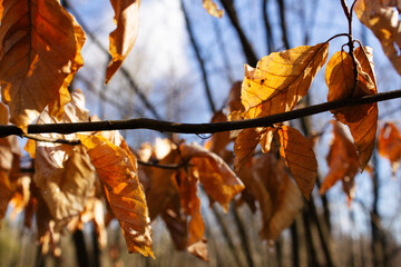 Colorful Autumn leaves sky background.