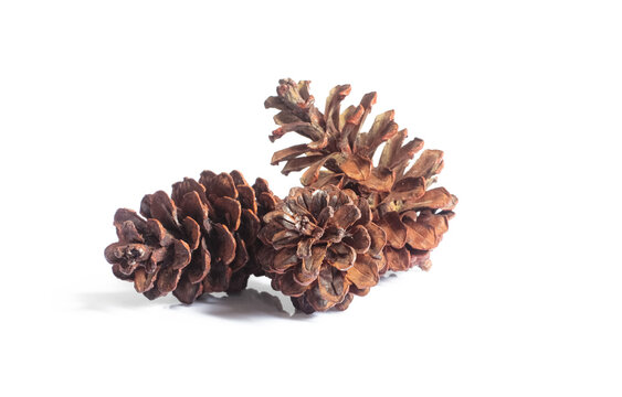 pine cones isolated on white background, christmas object equipment concept