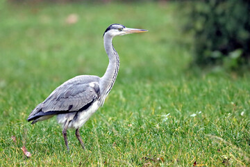 Heron