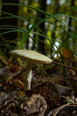 Inedible mushroom Amanita citrina in the forest. Known as false death cap or Citron Amanita