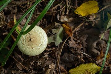A closeup of Amanita citrina, false death cap or citron amanita