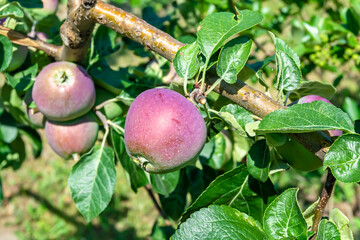 Photography on theme beautiful fruit branch apple tree