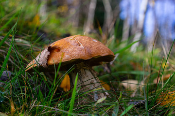 Leccinum aurantiacum or rough-stemmed bolete mushrooms growing in the moss. Wild mushroom growing in forest. Ukraine
