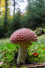 Close-up of a Amanita poisonous mushroom in nature. Fly amanita Amanita muscaria mushroom