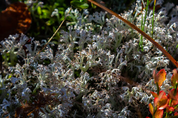 Hypogymnia physodes monk's-hood lichen lichen on tree branch in forest closeup selective focus