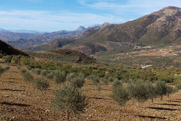 A lovely scenary of mountains in the far and olive trees in the Spain countryside.
