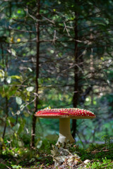 Red Wild Amanita Muscaria Mushroom. A red Amanita Muscaria mushroom growing in the wild