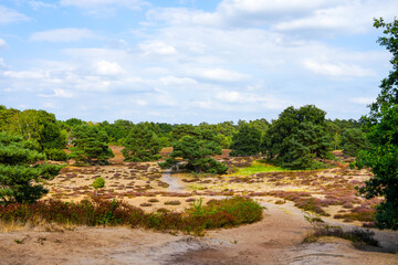 Fototapeta na wymiar Nature in the Westruper Heide. Landscape with heather plants and trees in the nature reserve in Haltern am See.