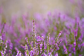 Close-up of heather plants in the nature reserve in Haltern am See. Westruper Heide. Erica.
