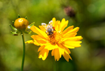 Wild bee on a yellow aster. Close-up of insect collecting nectar.
