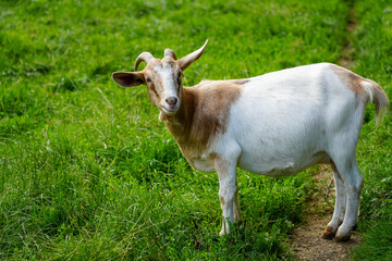 Brown white goat on the meadow.