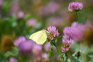 Brimstone butterfly on pink clover blossom. Close-up butterfly in natural environment. Insect collects nectar on a flower. Gonepteryx rhamni.
