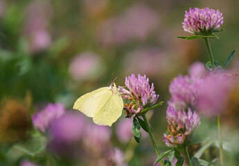 Brimstone butterfly on pink clover blossom. Close-up butterfly in natural environment. Insect collects nectar on a flower. Gonepteryx rhamni.
