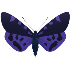 Purple Moth Insect Variation 2 Digital Art By Winters860 Isolated, Transparent Background 