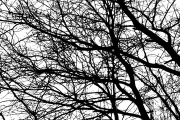 Tree branch silhouette on transparent background