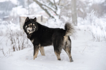 Laika in the snow in winter