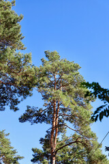 Obraz premium Tops of trees against the sky. The tops of pine trees against the blue sky in summer. Green tree tops, blue sky and sunbeams