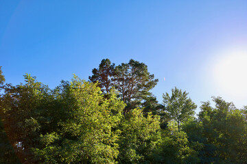 Tops of trees against the sky. The tops of pine trees against the blue sky in summer. Green tree tops, blue sky and sunbeams