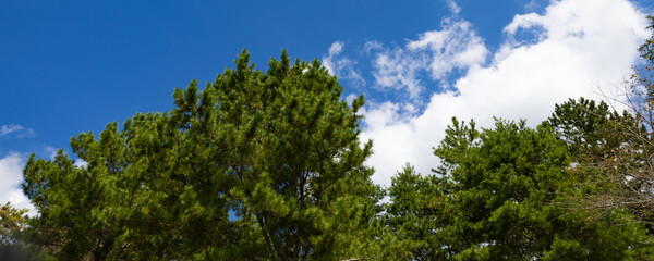 清々しい青空のゴルフ場・ティーイングエリアから見上げる空と雲と木々のパノラマ（千葉県木更津市）