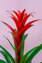 red guzmania flower in a pot
