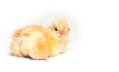 small chick isolated on white background