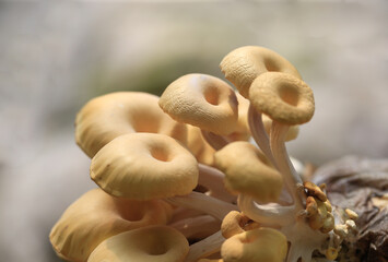 Growing mushrooms in a greenhouse