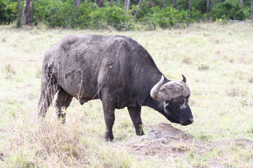 Obraz premium An old cape buffalo feeding on dry grass
