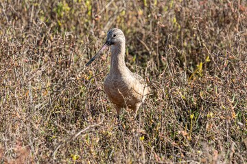California Sea Birds