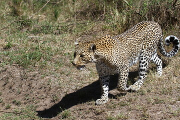 A closeup of a leopard walking by a car