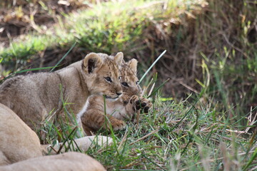 Two tiny baby lion cubs sitting in green grass, both looking to the right