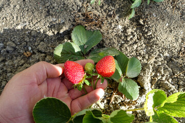 close-up strawberry cultivation in the open field with ripe strawberries, organic farming and strawberry cultivation, ripe strawberries,