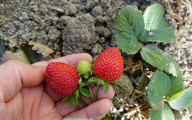 close-up ripe strawberries,growing strawberries in the open field,