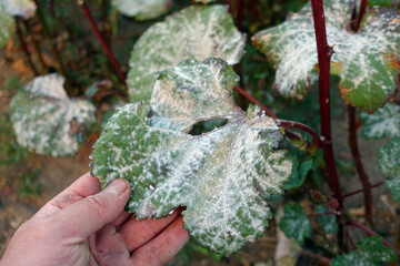 okra plant diseases, whitening of okra plant leaves, diseased okra plant and whitening leaves,