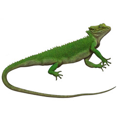 Green Lizard 4 Reptiles Digital Art By Winters860 Isolated, Transparent Background 