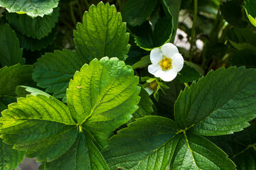 Strawberry white flower on green leaves background