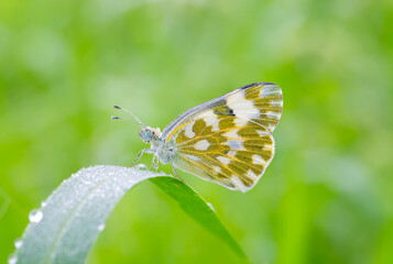 A butterfly stopped on a grass branch