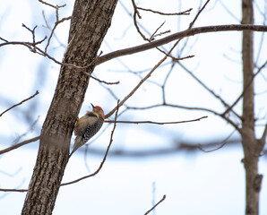 Red Bellied Woodpecker