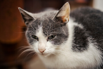 Close up of a domestic cat outdoors.