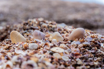 Beach full of shells on the ocean side