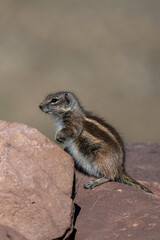 Barbary ground squirrel, Atlantoxerus getulus, Atlas Mountains, Morocco.