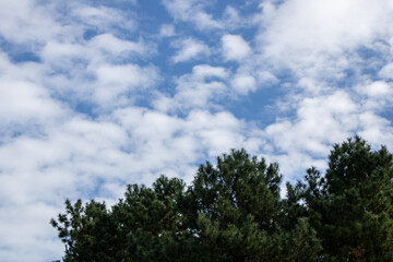 木と空に浮かぶたくさんの小さな雲