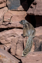 Barbary ground squirrel, Atlantoxerus getulus, Atlas Mountains, Morocco.