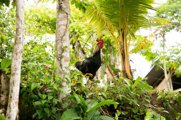 Roaster. Views from the streets and houses in a town in the Amazonian region in Peru close to Yurimaguas City.