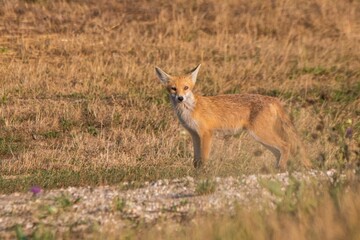 Red fox standing in the field