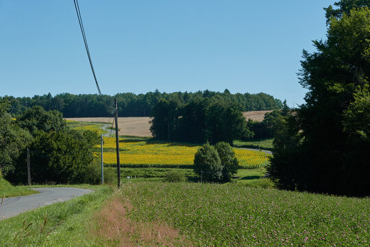 French rural landscape with sunflower field
